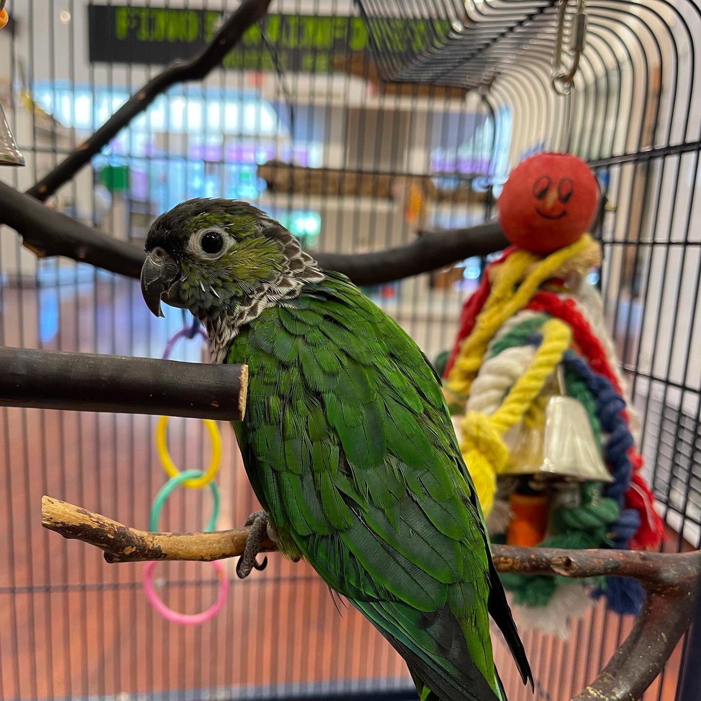 Fino's Rainforest - Exotic Pets - El Paso, Tx