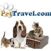 Company logo of Pet Travel Store
