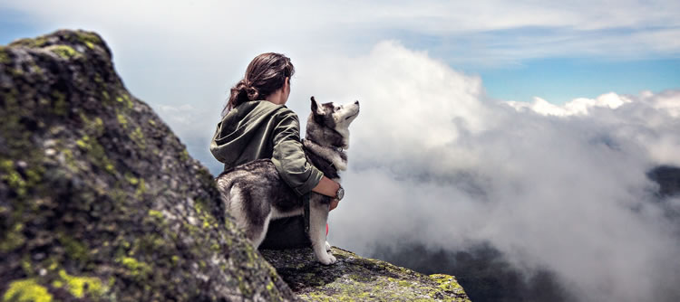 Pet Travel Store