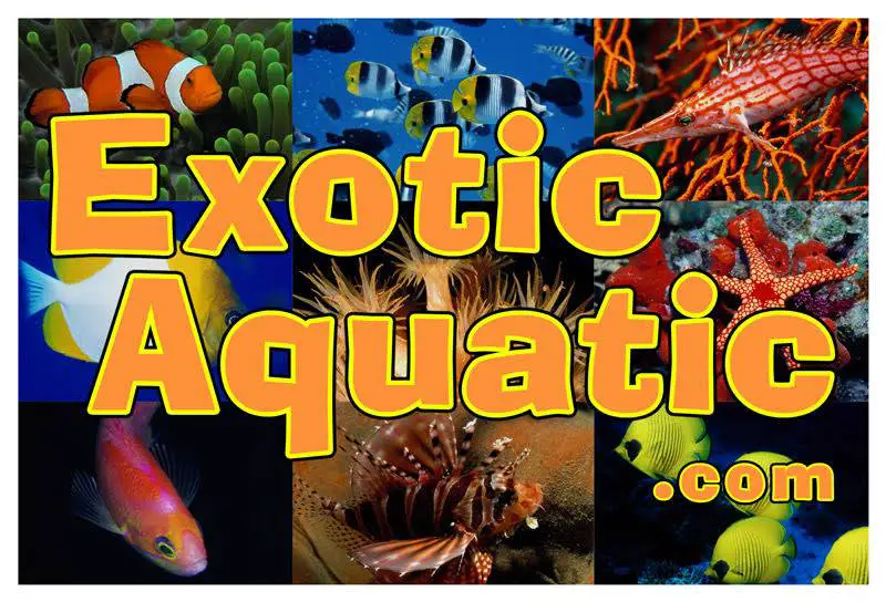 Company logo of Exotic Aquatic, Inc.