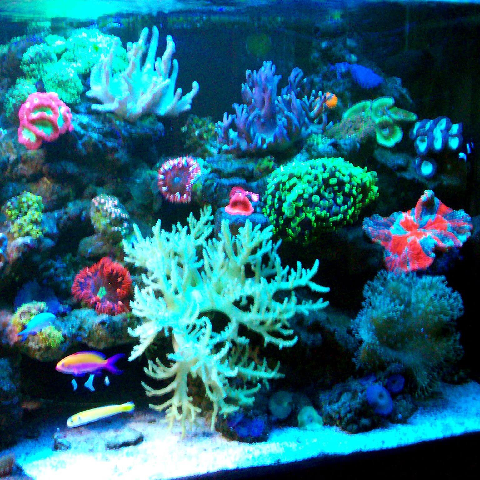 Living Reef Aquariums