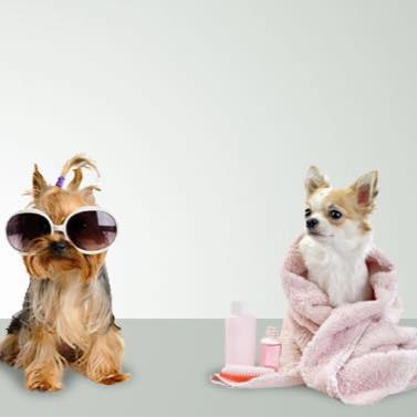 Puppylicious Pet grooming salon