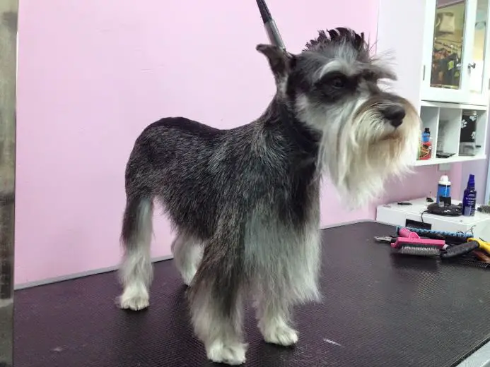 Puppylicious Pet grooming salon