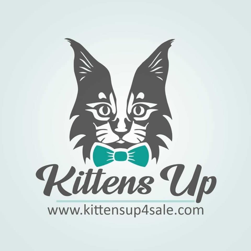 Company logo of KittensUp for Sale