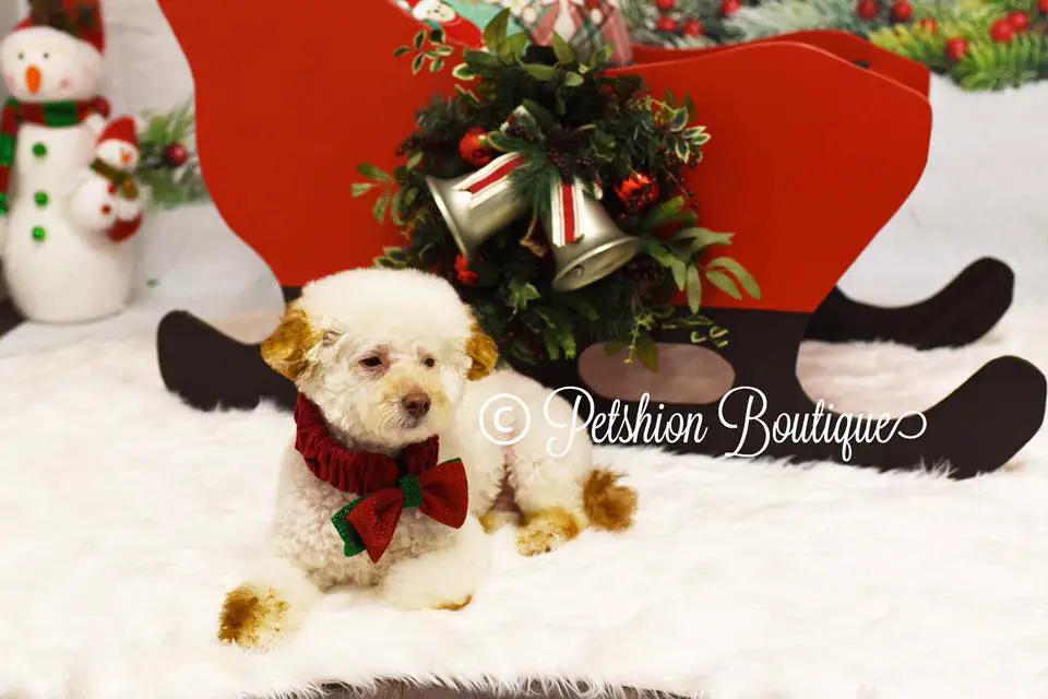 Petshion Boutique