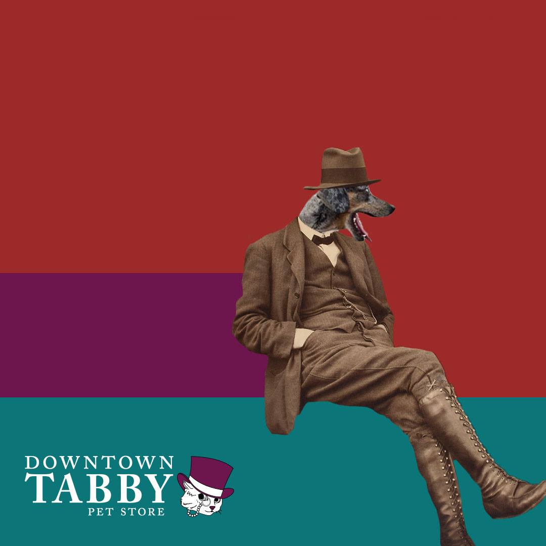 Downtown Tabby Pet Store