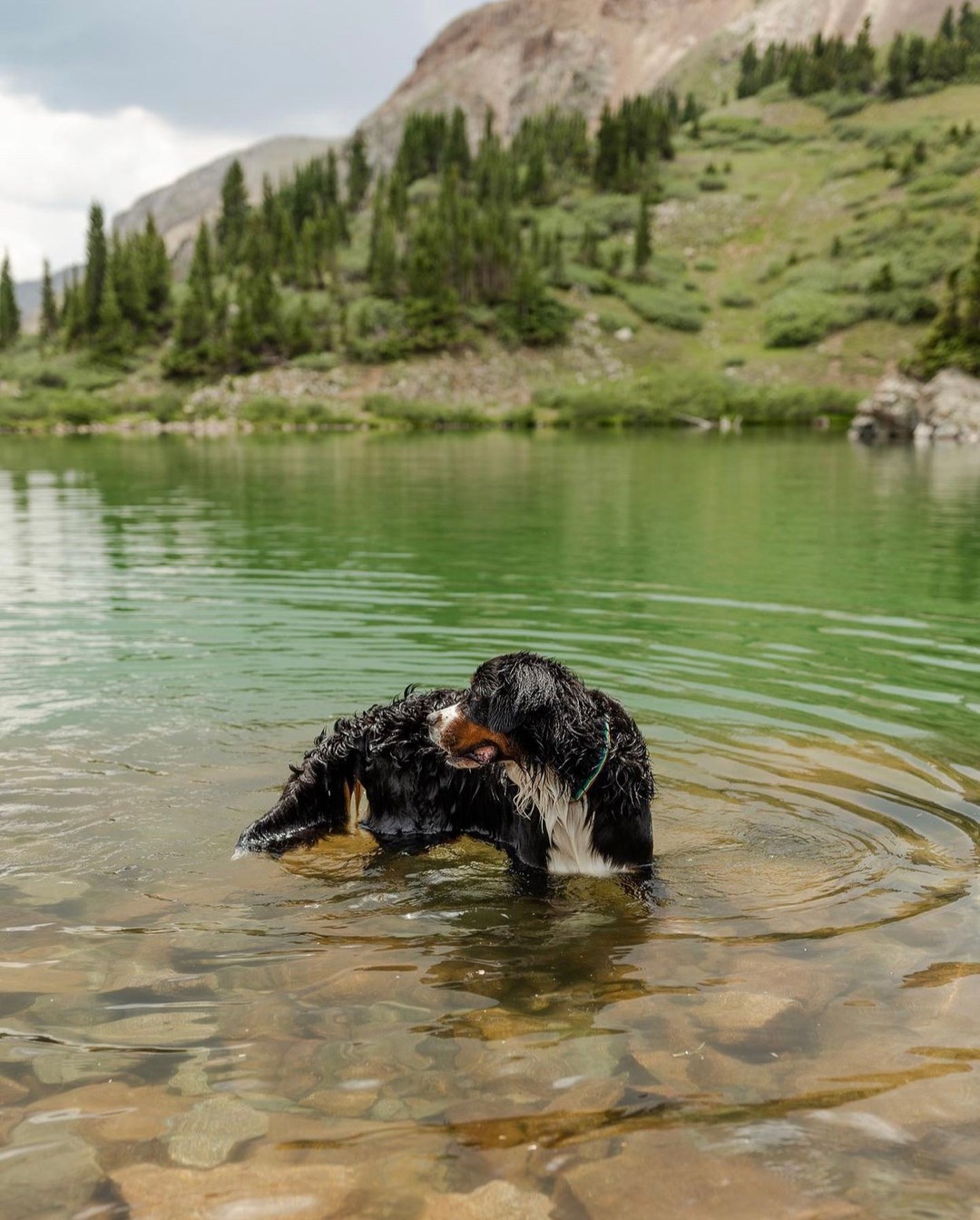 Henry & Rumble Canine Outfitter