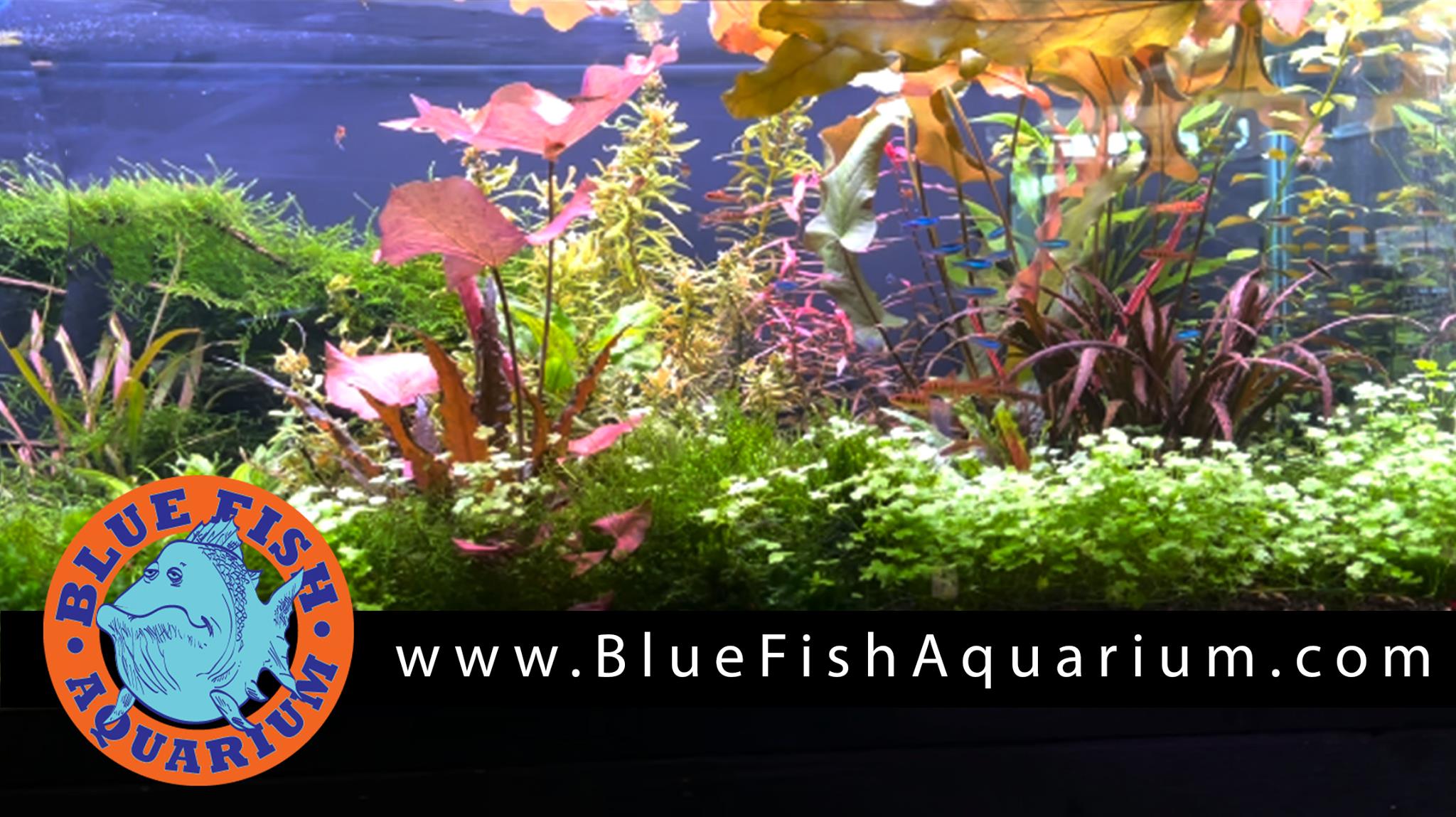 Blue Fish Aquarium