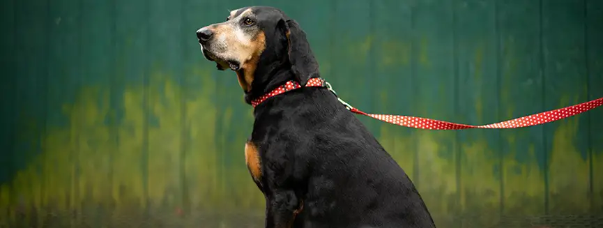 Hot Dog Collars Manufacturing