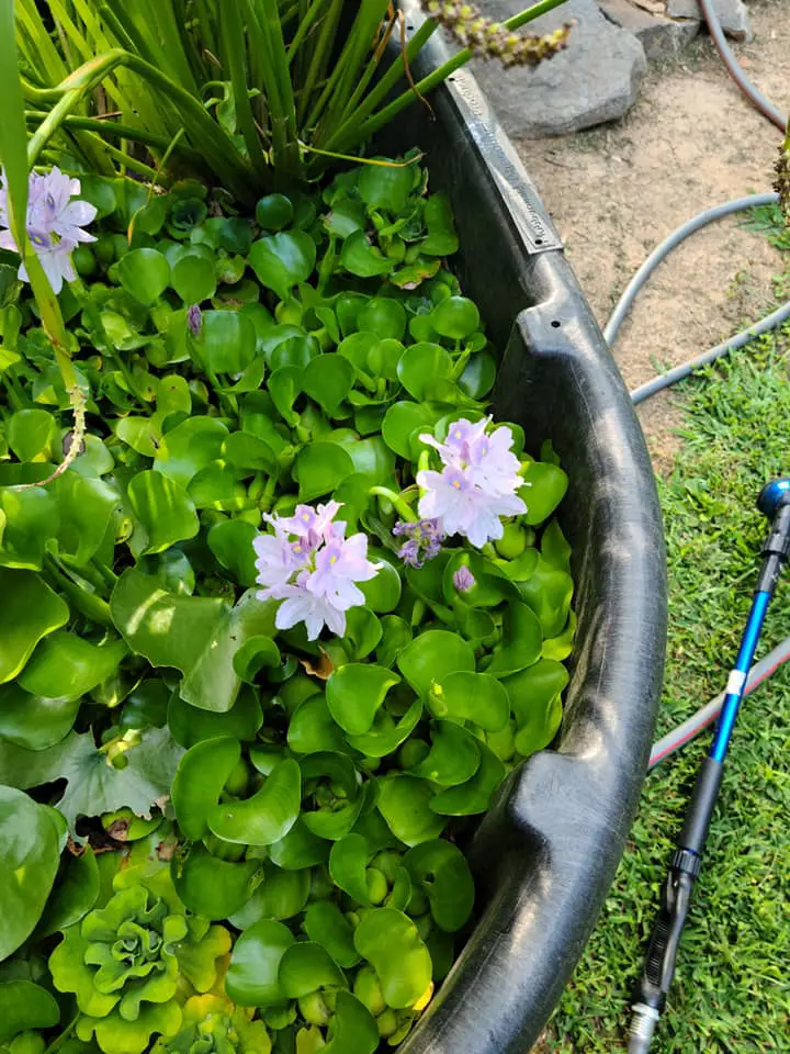 Cody's planted pond