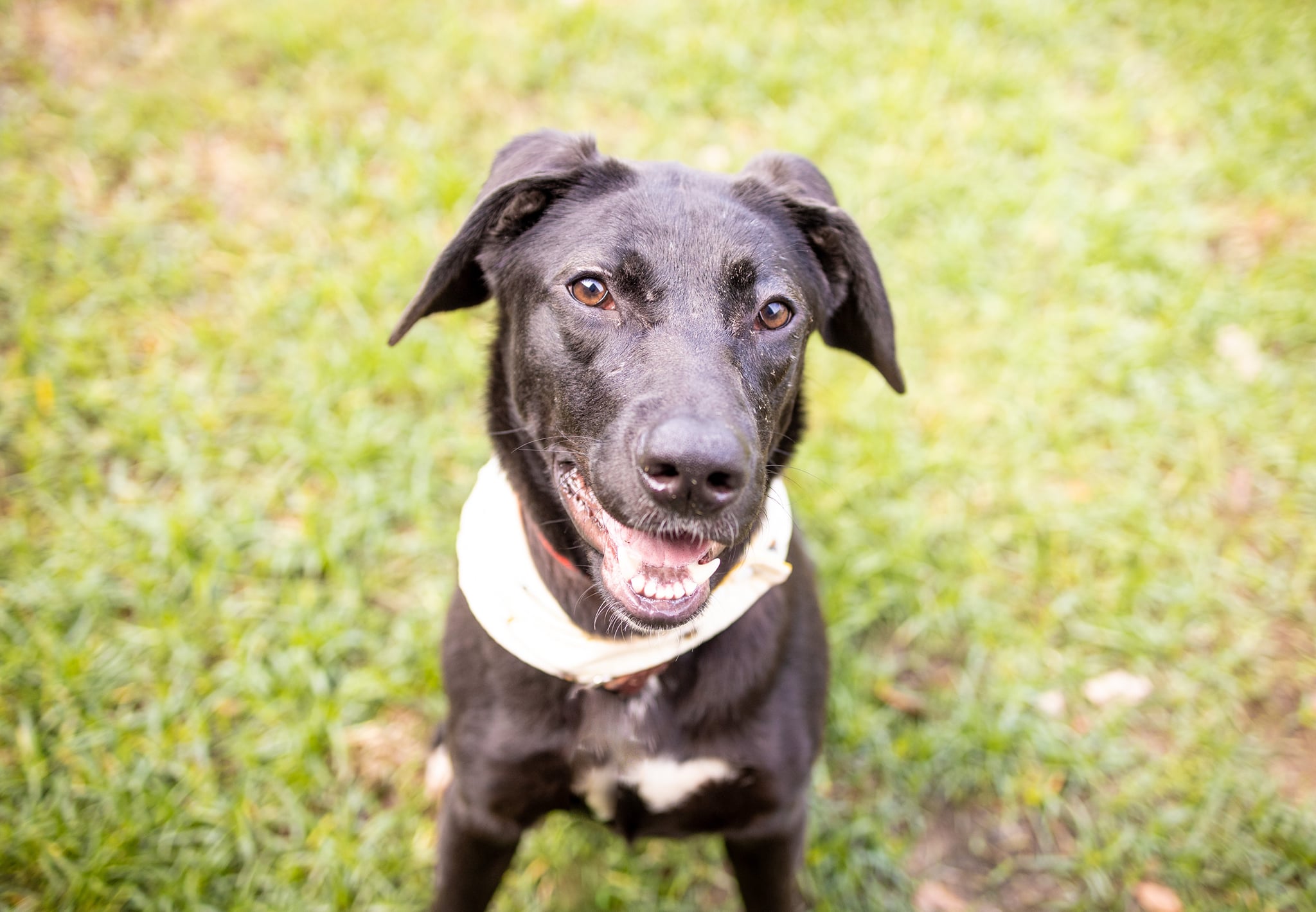 Pet Vaccine Clinic