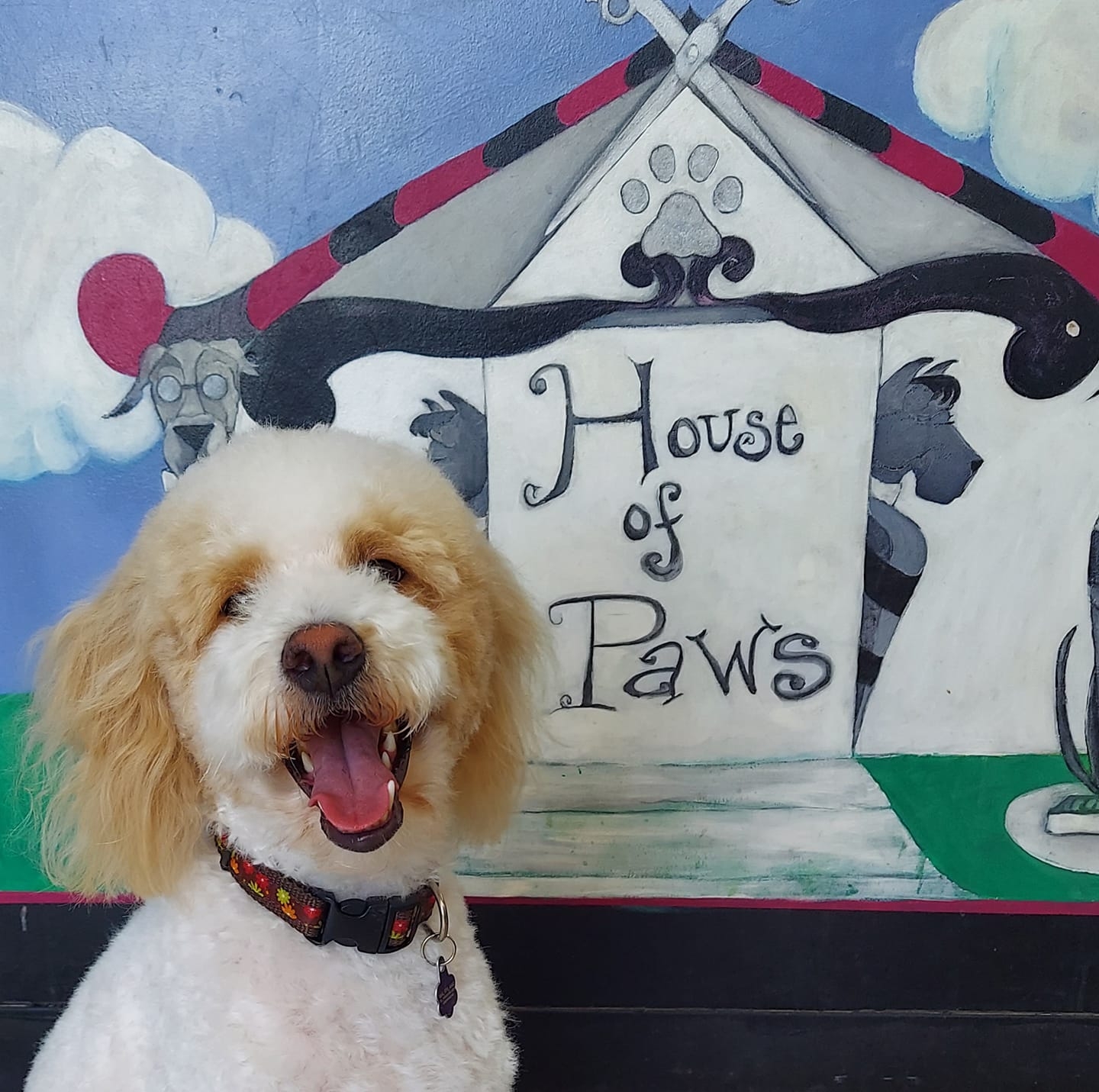 House of Paws Pet Salon