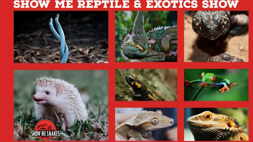 Show Me Reptile and Exotics Show (South Carolina)