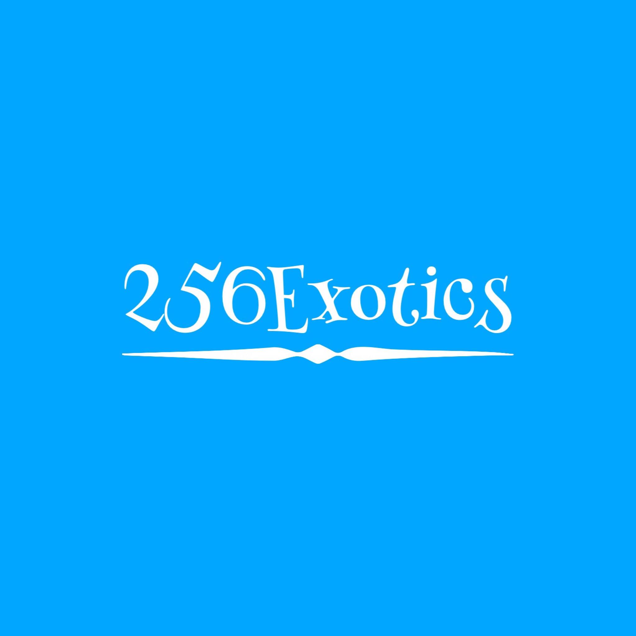 Company logo of 256Exotics