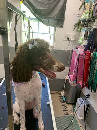 Paws and Whiskers Boutique and Spa - Affordable Pet Grooming Service, Pet Groomer I Pet Salon | Harvest AL