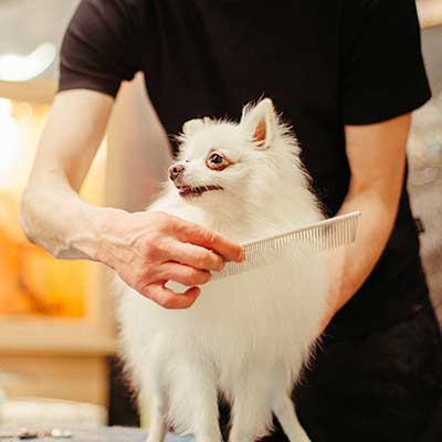 Paws and Whiskers Boutique and Spa - Affordable Pet Grooming Service, Pet Groomer I Pet Salon | Harvest AL