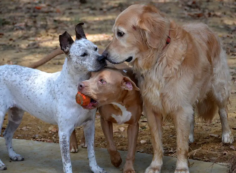 Chipper and Coco