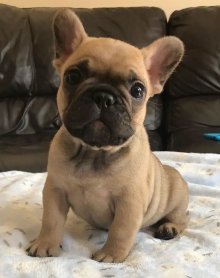 English and French Bulldog Puppies For Sale | French Bulldog Breeder |Amazing Frenchie Pups