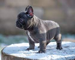 English and French Bulldog Puppies For Sale | French Bulldog Breeder |Amazing Frenchie Pups