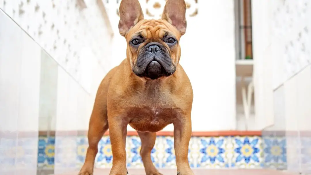 English and French Bulldog Puppies For Sale | French Bulldog Breeder |Amazing Frenchie Pups