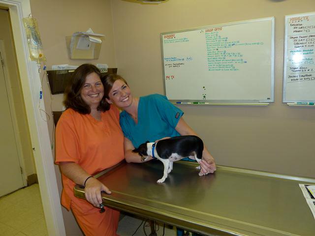 Animal Medical Center