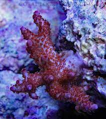 Coral Logic Aquarium LLC