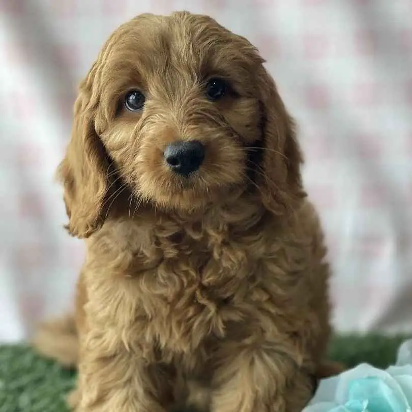 Petland North Kansas City