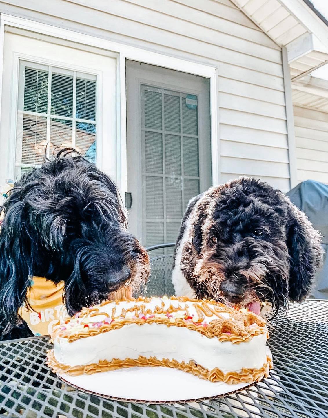 River Dog Bakery