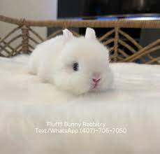 Pet Bunny Rabbit Netherland Dwarf Sweet