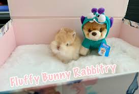 Pet Bunny Rabbit Netherland Dwarf Sweet