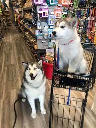 Dog Supplies Outlet