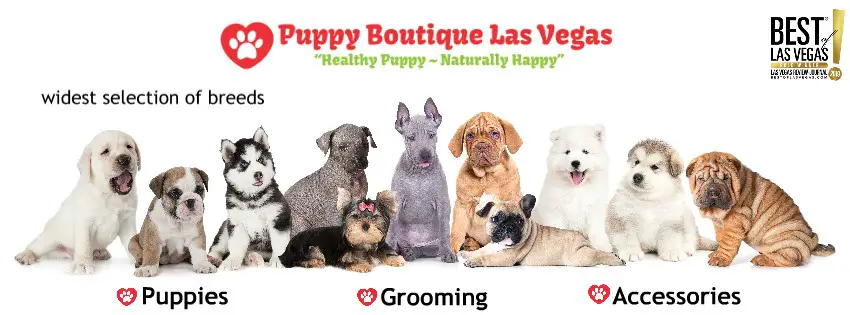 Puppy Boutique Las Vegas