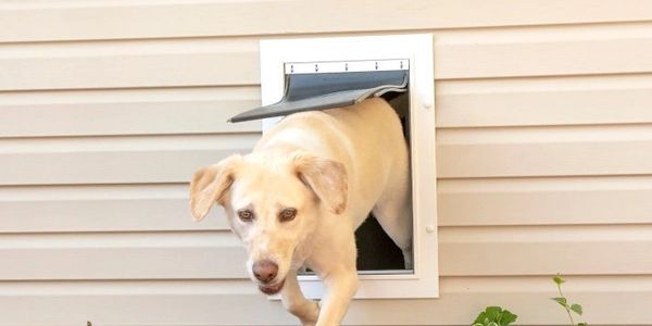 Dog Doors of Las Vegas