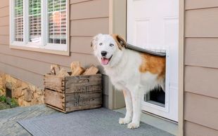 Dog Doors of Las Vegas