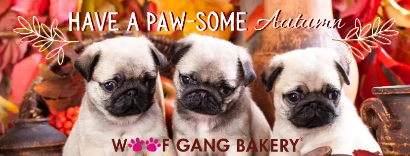 Woof Gang Bakery & Grooming Henderson