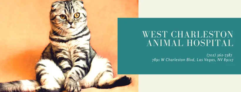 West Charleston Animal Hospital