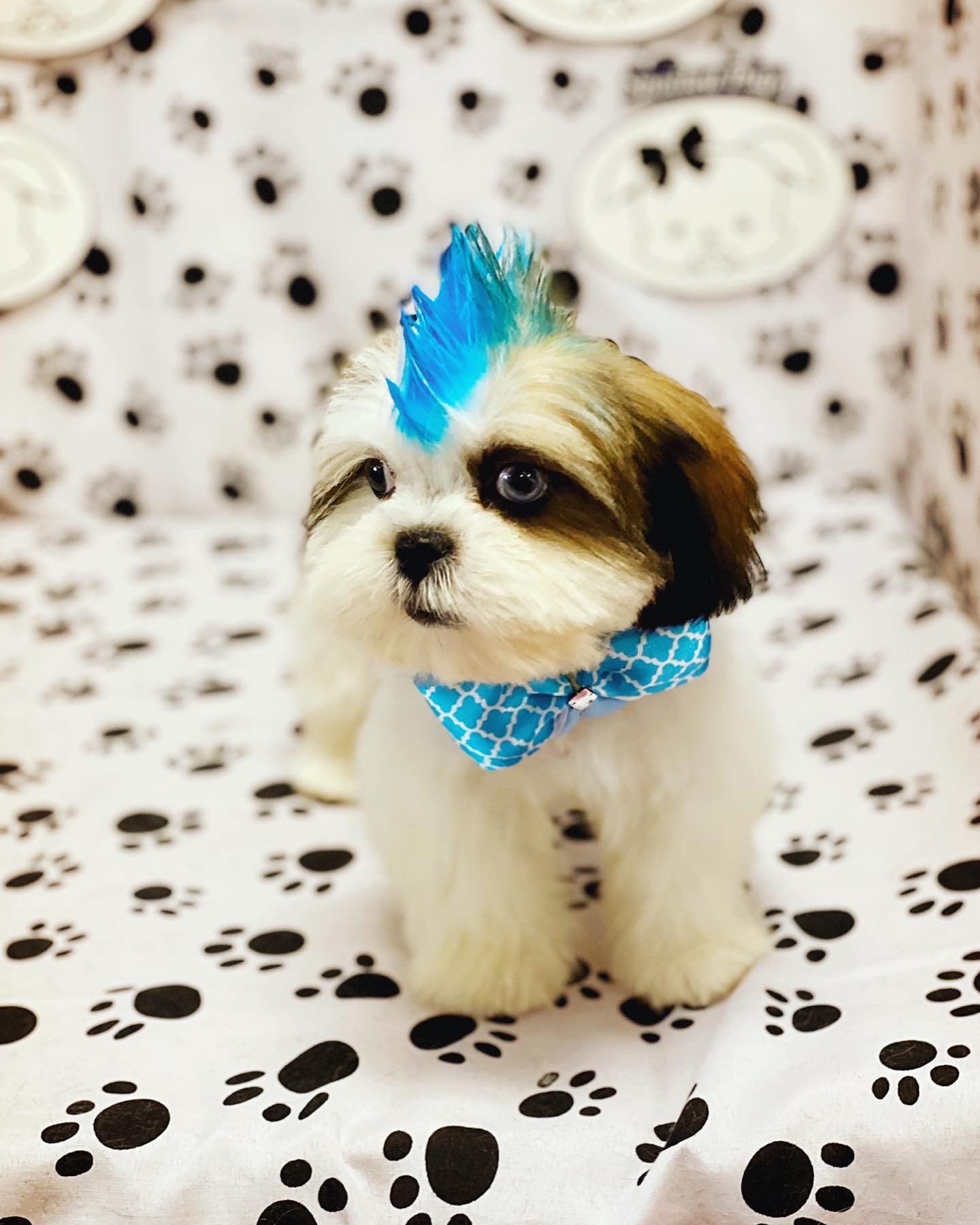 Spoiled Pup LV - Dog Grooming - Puppies for Sale