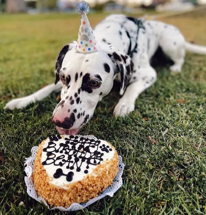 The Dog Bakery - Fresh Baked Treats & Dog Birthday Cakes