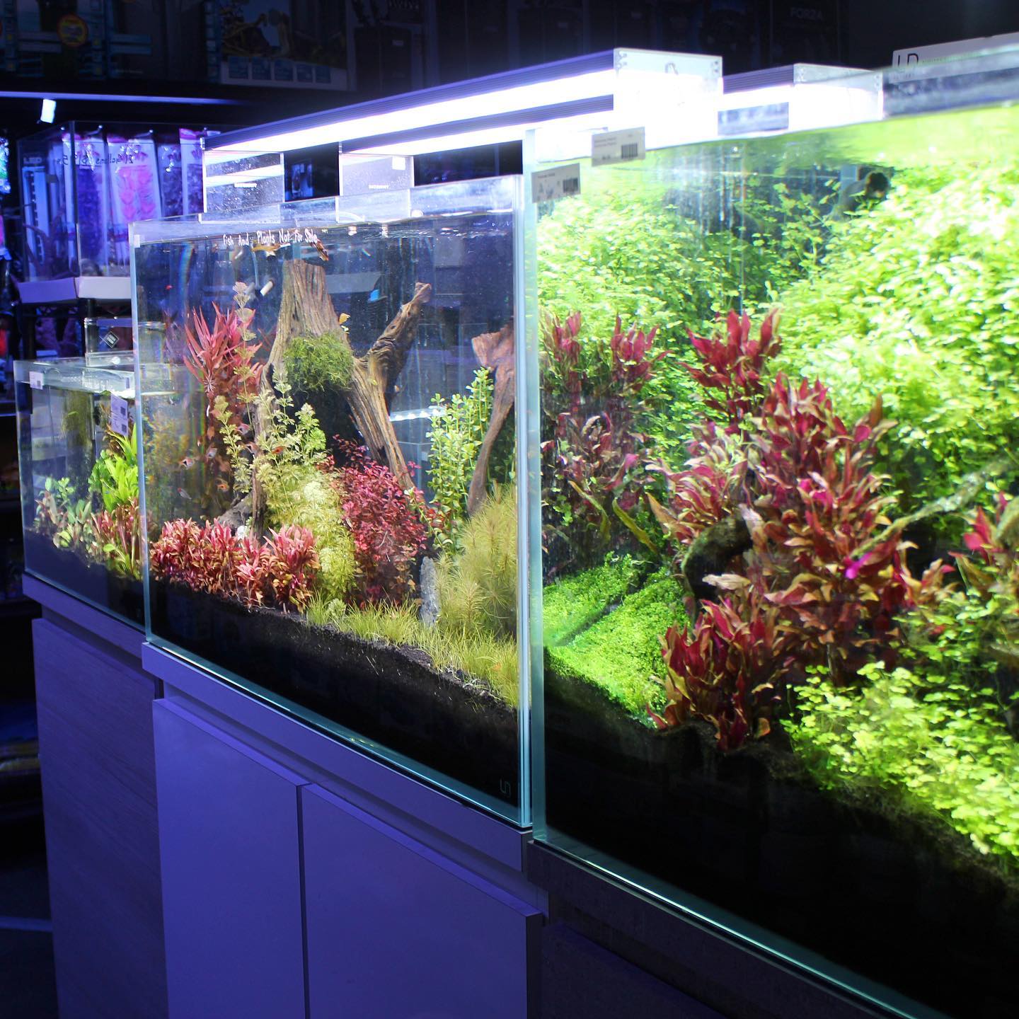 Age of Aquariums