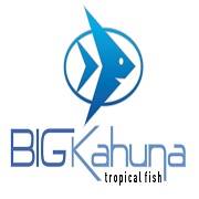 Company logo of Big Kahuna Tropical Fish & Aquarium Maintenance Service