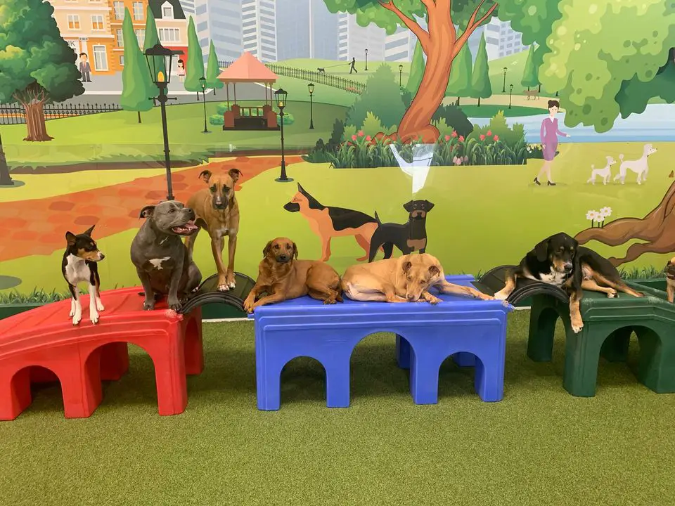 Bark City Doggy Daycare