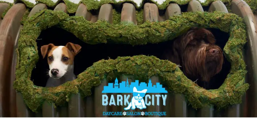Bark City Doggy Daycare