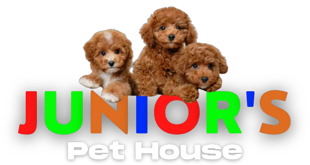 Company logo of Junior's Pet House