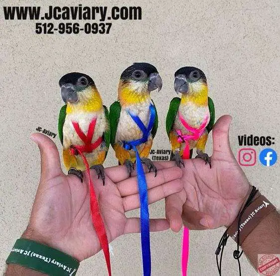 TX Parrots LLC