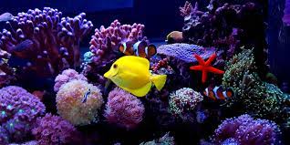 Something Fishy Pond & Aquarium Services