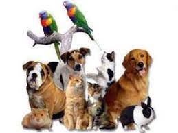 Pet Specialty Consulting