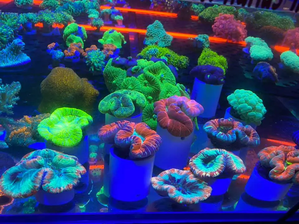 Reef Monsters