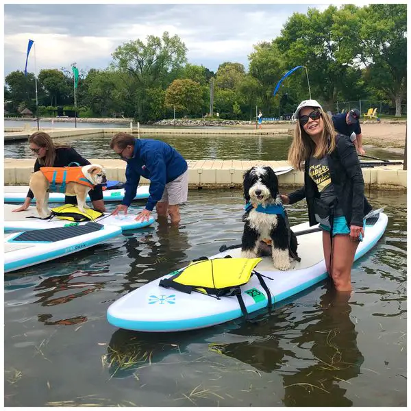 Copilot Dog Outfitters