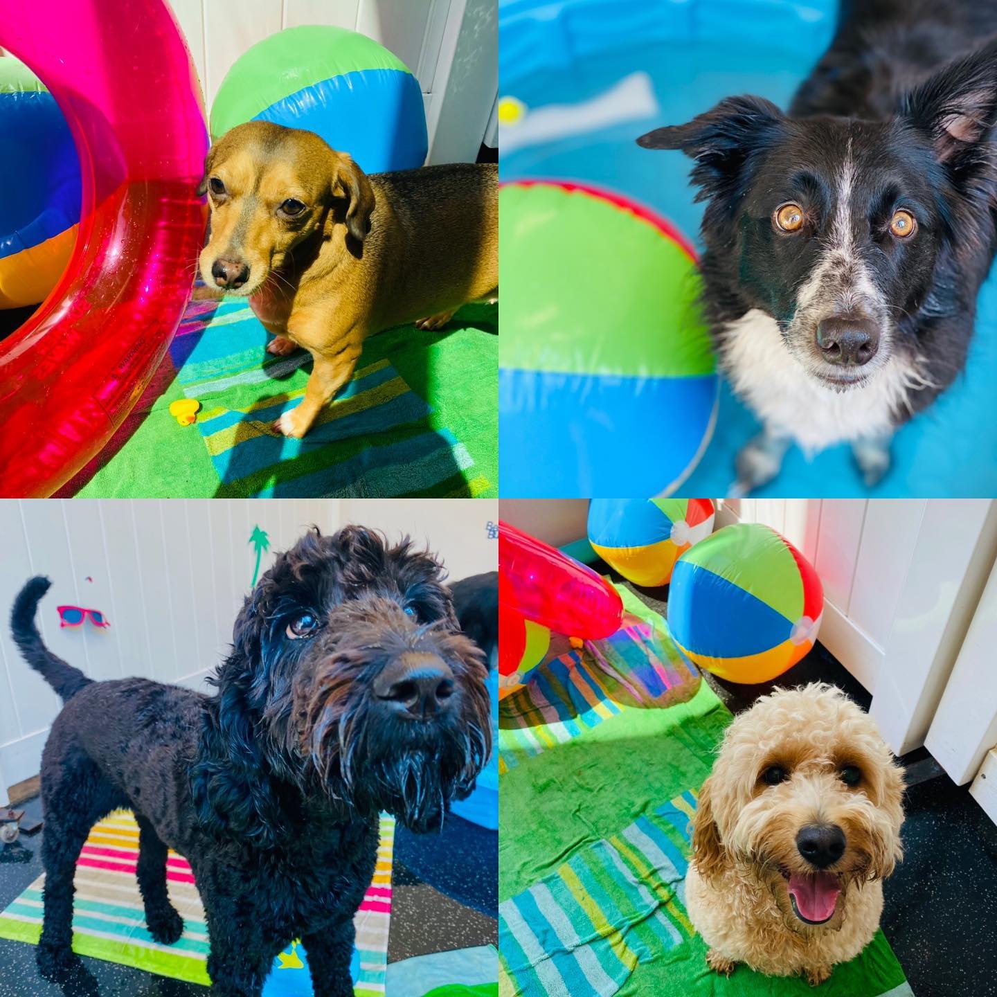 City Paws Pet Club - Dog Daycare, Boarding, Training & Grooming