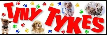 Company logo of Tiny Tykes Puppies